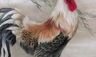 生肖鸡，注定和这个属相成不了夫妻，影响命运？