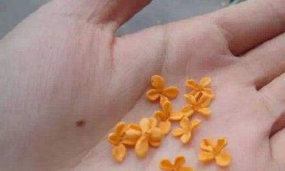 手掌长痣图解：掌心的那颗朱砂痣