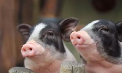 听了关于生肖猪的民间故事，果真猪是很有福气的属相