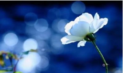 吵架后，最能“沉住气”的生肖，你不理他，他不会找你，会忘掉你