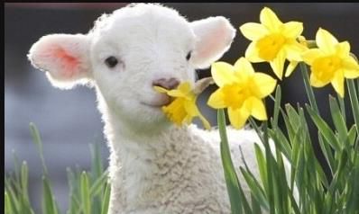 属羊人9月中旬有一“烂桃花”，一定要远离