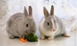 兔属相跟十二生肖中什么属相最配