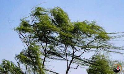 梦见刮大风尤其大的风