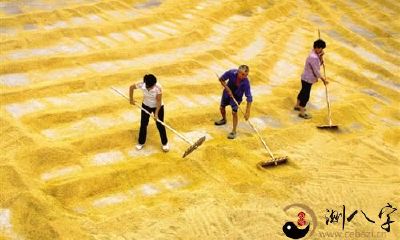 梦到道路上晒了遍地水稻