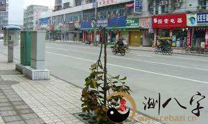 梦到把小树苗断裂了