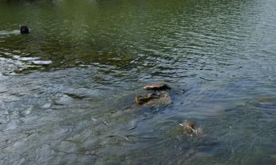 梦见在河中脏了