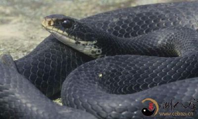 梦见黑蛇身上有花