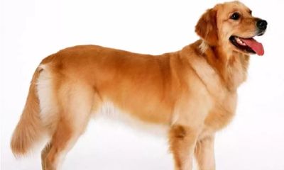 2020年生肖属狗人运程