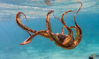 梦见海边抓章鱼