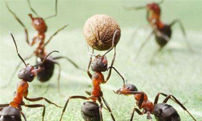 梦见蚂蚁成群结队搬谷物