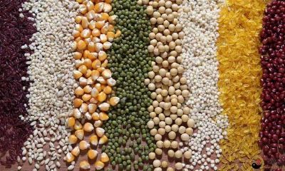 梦到地面上布满了谷物