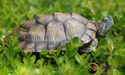 梦见在水里抓乌龟