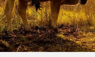 牛年吉祥，牛的发源