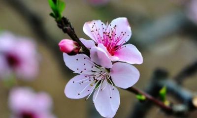 属鼠和属兔是否八字不合