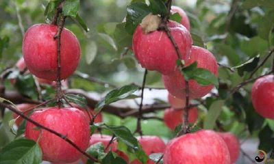 梦见苹果树上结一颗苹果