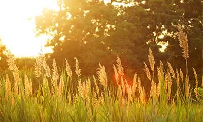 2019年小暑出生八字五行缺土女孩怎么起名？
