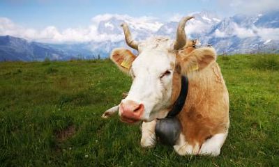 2021年正月初三出生的牛宝宝女孩起名大全