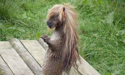 学起事来大咧咧，莽撞轻率，常常让人呆若木鸡的生肖女