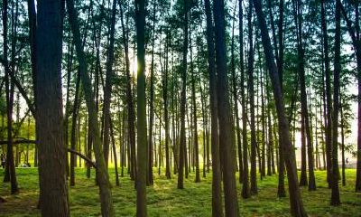 2019年夏天出生五行缺金的男孩取名，用什么字好？