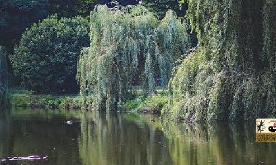 2022年清明节前社日是哪天