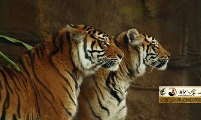 2022年将有一大批穷光蛋发大财是真是假