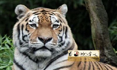 2022年各属相运势排名