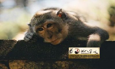 2022年一夜暴富发一定的属相