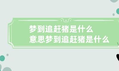 梦到追赶猪是什么意思 梦到追赶猪是什么意思呀