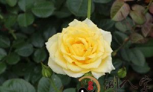 梦见玫瑰花凋谢了