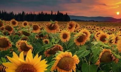 12生肖忘掉前任要多久？心疼