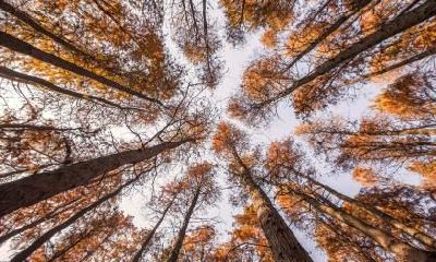 2020年小年出生的男孩五行缺木起名字，满分好名字推荐