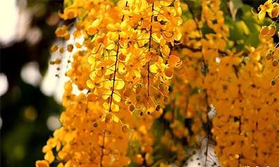 《百家姓》益氏排多少位？得姓始祖是谁？