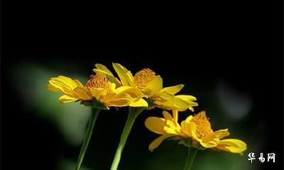 有益姓现代明星吗？历史名人中谁姓益？