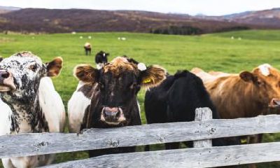 2021年6月18日出生属牛女孩起名，属牛起名字用什么字最好？