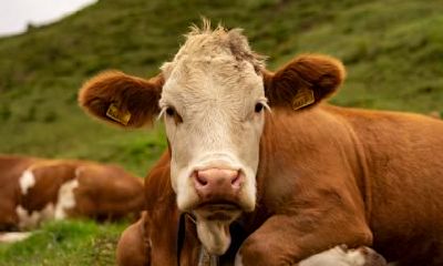 属牛的人起名宜忌大全,取什么名字比较吉利