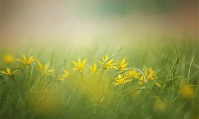 土命为什么喜用神是木？土命喜用神木的人起什么名字好？