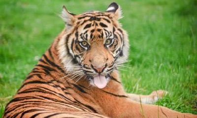 生肖虎立春出生的命运如何，性格好不好？