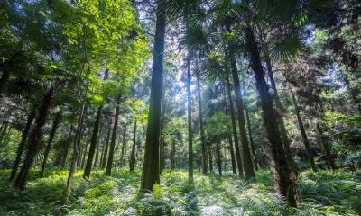 2021年夏天出生五行缺木如何起名，起什么名字好？