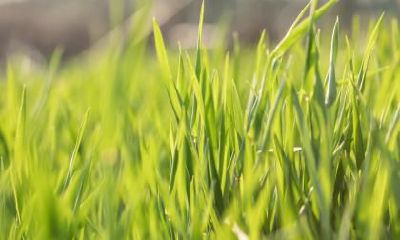 立春代表什么寓意？立春讲究什么事情？