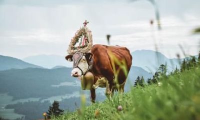 2021年夏天出生的牛宝宝五行属什么，如何起名字？