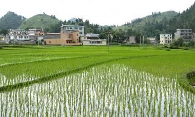 2021年农历六月五行属什么？农历六月牛宝宝名字