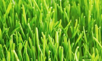 二十四节气之一的白露有什么风俗吗？