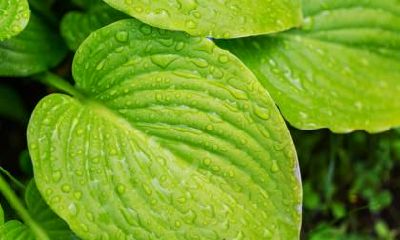 白露的天气如何，白露气候特征