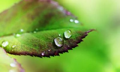 白露还要几天？白露节气的由来是什么？