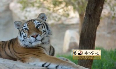 1986年属虎2022年每月运势详细说明