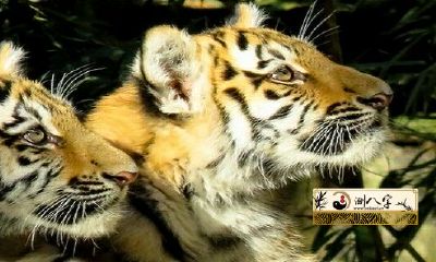 86年属虎2022年本命年运势