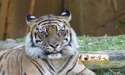 属虎48岁有哪些坎