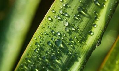 白露时节出生的伟人有哪些？白露的由来是什么？