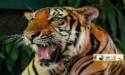 86年属虎2022年运势如何