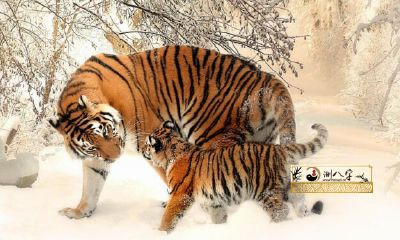 1974年女虎一生运程怎样